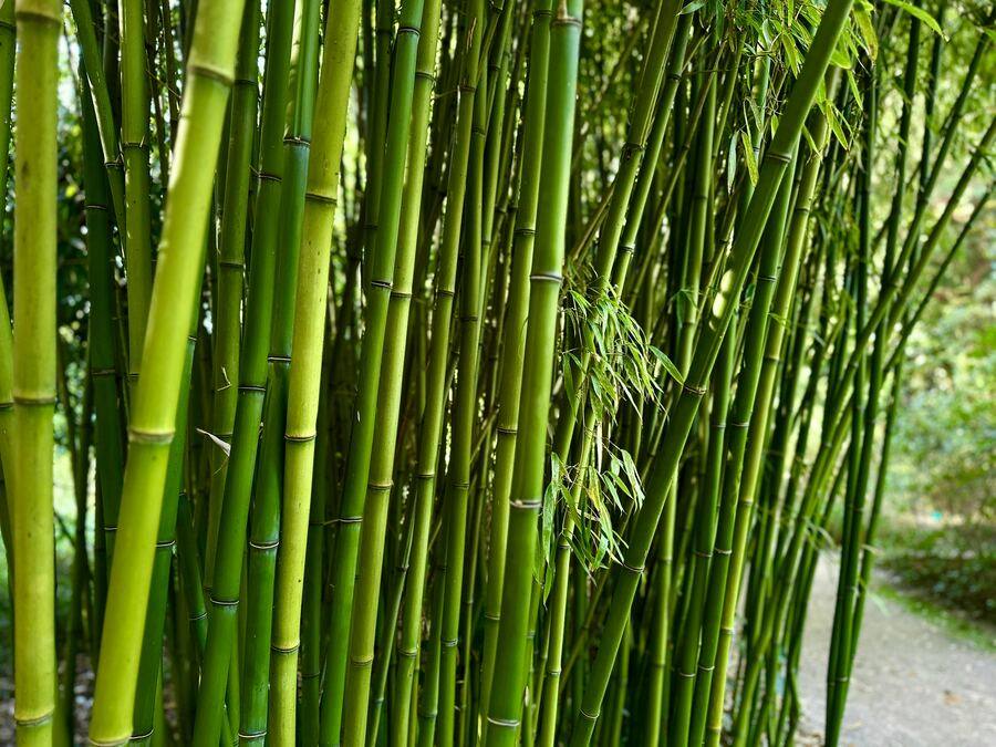 Bamboo stalks, close-up