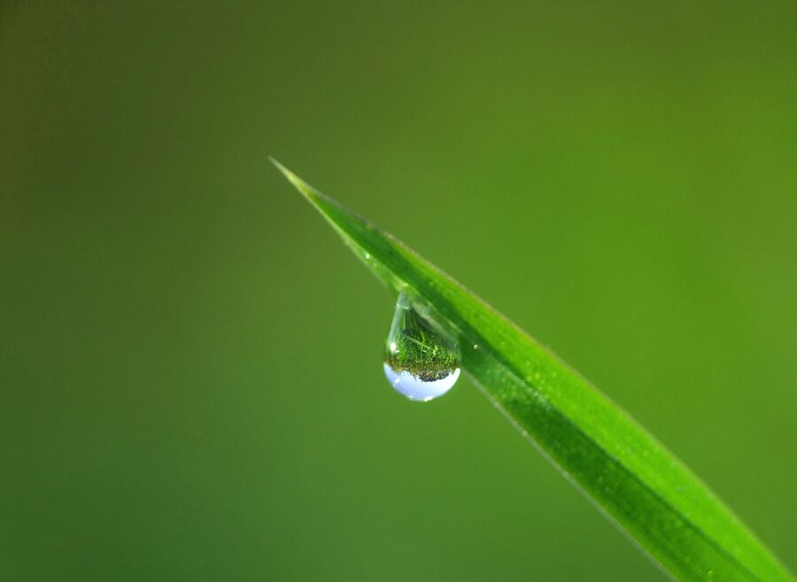 Water drops on leaf