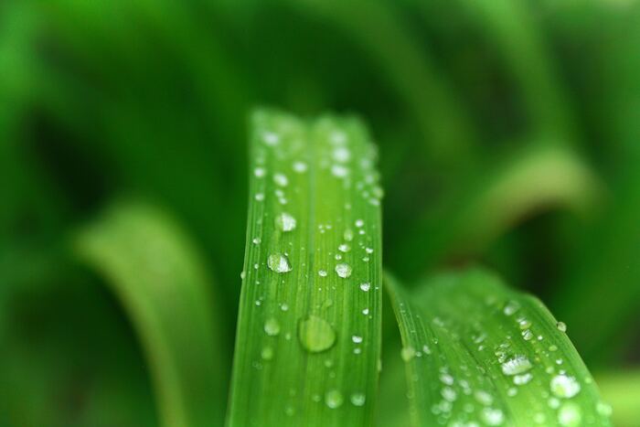 Sunlight through leaf